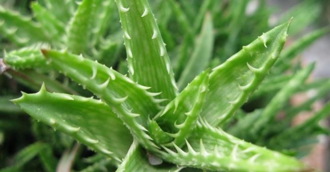 aloe vera